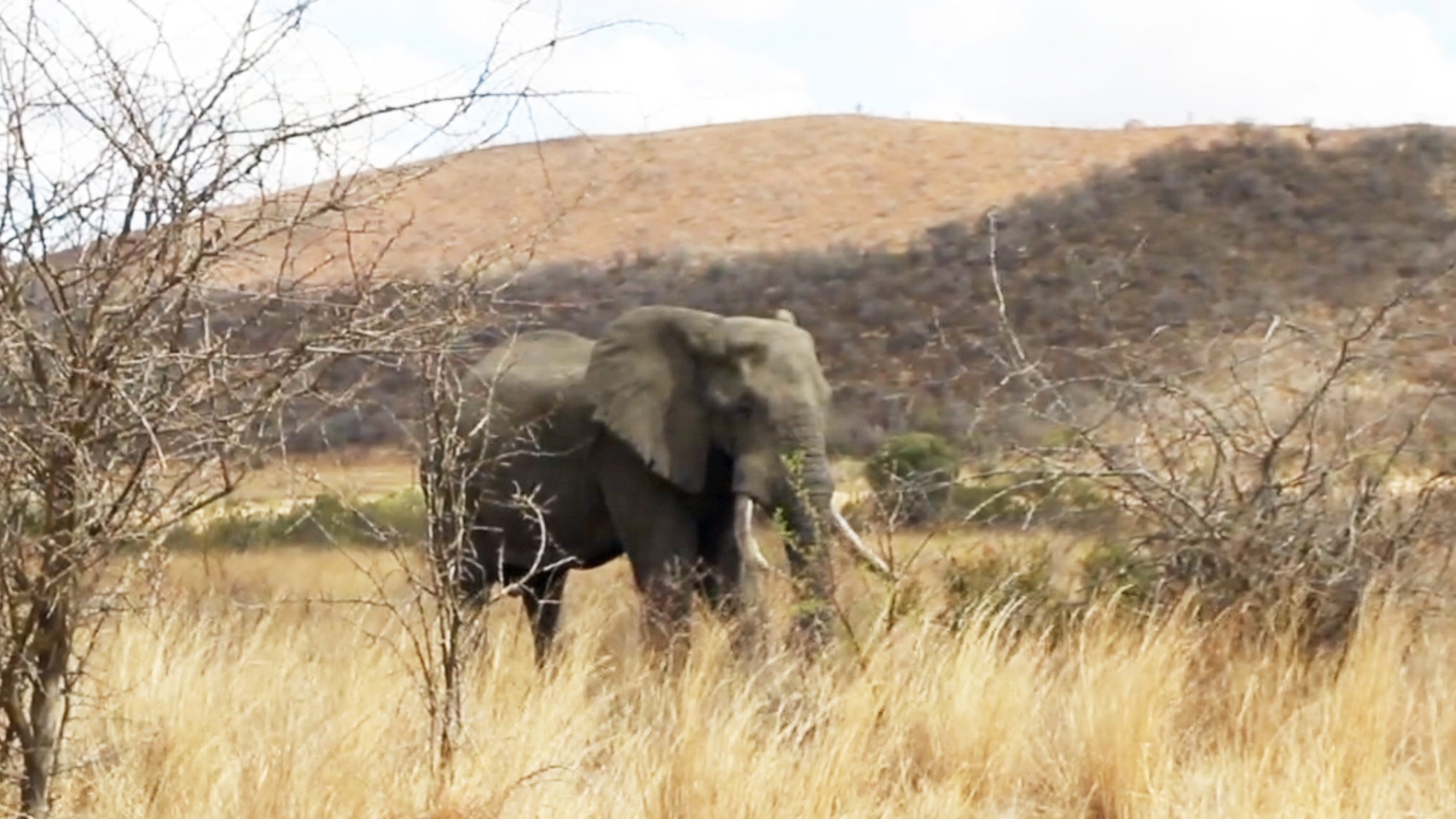 An elephant near Sun City South Africa